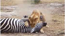 斑马误入狮子领地。遭到了狮子锁喉，班马爆发了强大的求生欲#野生动物零距离#动物世界#弱肉强食的动物世界#动物世界的战斗