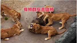 母狮群反杀雄狮，雄狮还在奋力反抗，估计要看不到明天的太阳了#野生动物零距离#动物世界#弱肉强食的动物世界