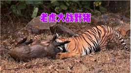 老虎偷袭野猪，这气势如虹的狩猎，太威武霸气了#野生动物零距离##弱肉强食的动物世界#动物世界的战斗