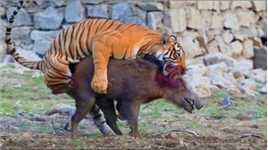 老虎想要狩猎野猪，野猪拼命顶撞老虎，坚强的野猪就是屹立不倒#野生动物零距离#动物世界的战斗#弱肉强食的动物世界