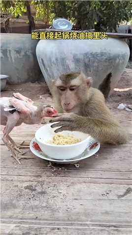 猴子用心良苦  #记录可爱的动物