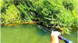 在亚马逊钓鱼有多危险你知道吗？丧彪差点被鱼钓走！纪录片充电计划动物篇户外钓鱼亚马逊雨林