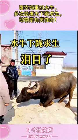 屠宰场里的水牛，多次给屠夫下跪求生，动物是有灵性的！