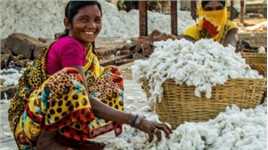 印度为何会把棉花低价卖给中国？再高价买回去，他们到底在想什么