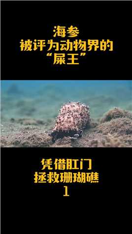 海参肛门惊奇，拯救珊瑚礁就看海参了，看完男足还舍得吃海参吗？#海参#男足海参#海洋生物#大海的馈赠#海鲜美食 (1)