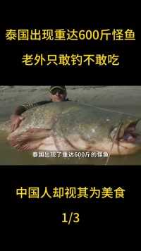 泰国出现重达600斤怪鱼，老外只敢钓不敢吃，中国人却视其为美食 (1)