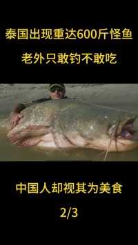 泰国出现重达600斤怪鱼，老外只敢钓不敢吃，中国人却视其为美食 (2)