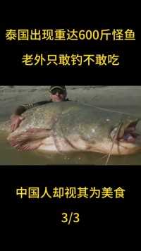 泰国出现重达600斤怪鱼，老外只敢钓不敢吃，中国人却视其为美食 (3)
