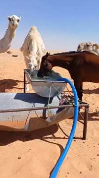 沙漠夏天太热了，骆驼找到水喝了！
