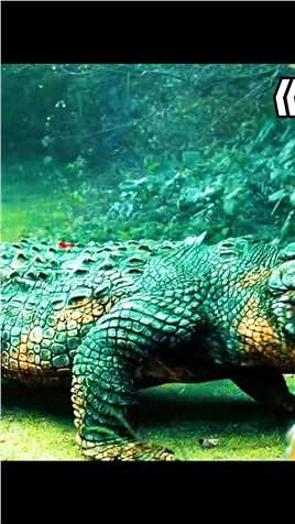千米巨鳄袭击人类  #电影解说 #史前巨鳄 #史前巨鳄2 2/3