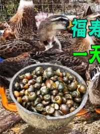 福寿螺的天敌江西贵阳出现，吃它们论斤吃，成吨福寿螺被消灭！