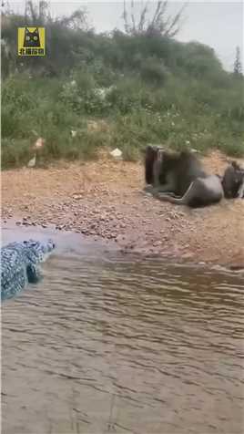 角马在河边休息，被鳄鱼一口咬死