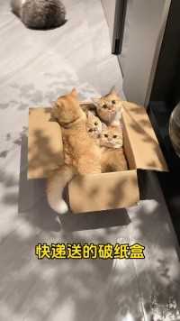 我家快递盒子长猫啦猫咪的迷惑行为 傻猫的日常