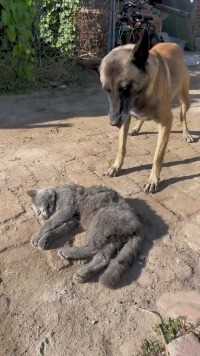 陪狗狗一起玩耍长大的猫咪离世，狗狗悲伤至极，举动让人泪目！