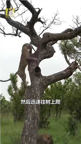 鬣狗抢花豹食物，花豹瞬间爬上树顶