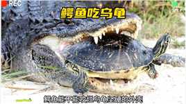 鳄鱼吃乌龟，结果乌龟太大，鳄鱼被卡住了，估计鳄鱼会活活饿死