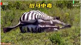 怀孕的斑马妈妈被黑曼巴咬伤，它正在和死亡赛跑，赶在自己死亡之前生下小斑马，那么它能成功吗？
