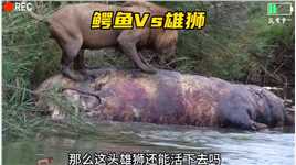 雄狮被鳄鱼偷袭，肚子都破了#纪录片充电计划动物篇 #动物世界