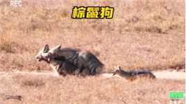 非洲大草原上我们忽略的狠角色棕鬣狗 #动物世界 #精彩片段  #棕鬣狗 #动物的迷惑行为
