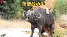 落单的水牛遭到狮群的围攻#精彩片段 #水牛 #狮子 #弱肉强食的动物世界