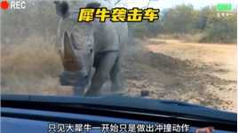 太可怕了，两头大犀牛发了疯对观光车发动袭击#犀牛 #危险瞬间 #野生动物零距离 #弱肉强食的动物世界