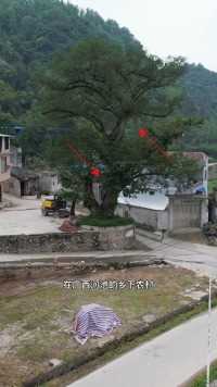 广西河池乡下农村有棵大树，据说已有三百树龄。