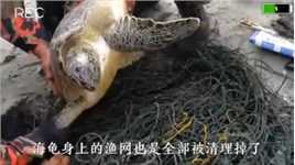一只大海龟的身上被渔网捆绑着，它爬到沙滩上寻求人类帮忙