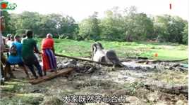 一头大象被困淤泥，聪明的小象寻求人类帮助