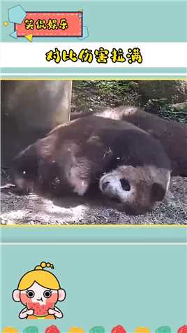 #可爱的大熊猫 熊猫界的挖煤工和白雪公主 #记录可爱的动物