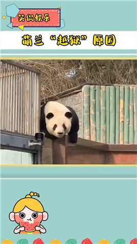 #大熊猫萌兰越狱 这就是原因 #关爱国宝大熊猫