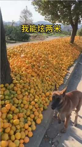这么多橘子，不怕发洪水吗