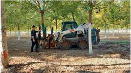 超强，解决人工效率缓慢，工作强度大问题！#挖树机 #园林机械 #绿化苗木 #苗圃 