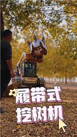 靠谱的，移栽树苗好帮手！#挖树机 #园林机械 #移树机 #租赁#带土球挖树机 