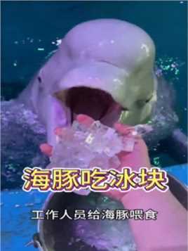海豚喂食的时候，为什么要喂冰块呀