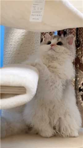 我的小太阳 #我的猫 #塞尔凯克卷毛猫#百万视友赐神评