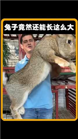 兔子竟然还能长这么大
