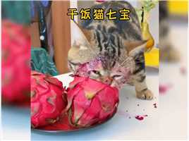 这只小猫差点把铲屎官吃了。#干饭猫 #吃货猫 #干饭最积极的小猫.mp4

