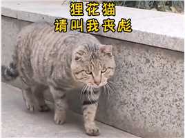 狸花猫作为猫界一哥，究竟有哪些魅力？#宠物猫#狸花猫#中华田园猫.mp4



