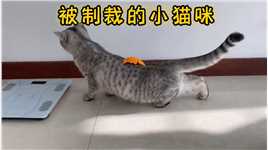 被制裁的小猫咪系列：猫咪手欠就要以牙还牙#猫咪的迷惑行为 #宠物搞笑 #沙雕动物 #搞笑猫星人 #猫咪搞笑视频.mp4



