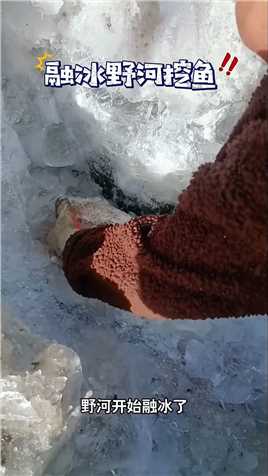 野河开始融冰了，来冰块里挖鱼，大家看看这大草鱼漂不漂亮