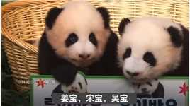 爷爷们给双胞胎宝宝的一封信大熊猫爱宝姜爷爷国宝大熊猫福宝和爷爷爱宝双胞胎