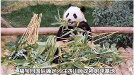 2.22福宝要回来当山大王了，还有很多同龄大熊猫做邻居，福宝会过得很快乐的大熊猫福宝福宝和爷爷来这吸熊猫