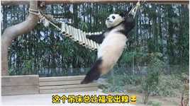 福宝终于遇到对手了，就是这个让熊出糗的吊床，福宝摔得快要怀疑熊生了大熊猫福宝来这吸熊猫谁不想rua大熊猫国宝大熊猫不止我一个想rua大熊猫