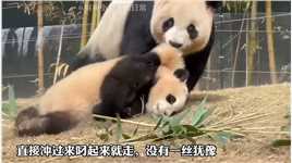 福宝的皮套就是这样被扯松的，看着既心疼又好笑福宝日常熊猫福宝调皮视频大熊猫爱宝国宝大熊猫萌萌哒