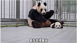 爱宝韩语十级水平，对爷爷的话句句有回应，太暖心了大熊猫爱宝熊猫宝宝不止我一个想rua大熊猫福宝国宝大熊猫萌萌哒