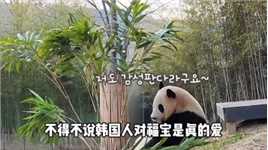 还有什么是福宝做不到的吗？大熊猫福宝福宝和爷爷