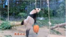 这些年宋爷爷做过的“费熊猫”玩具大熊猫福宝熊猫福宝大熊猫乐宝熊猫福宝调皮视频大熊猫有多萌