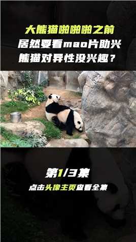 大熊猫啪啪啪之前，为何要看mao片助兴，它们交配有多难！