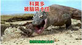 科莫多被脑袋卡住！ #野生动物保护 #科莫多巨蜥