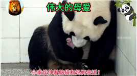伟大的母爱！ #熊猫 #野生动物零距离 #可爱的大熊猫